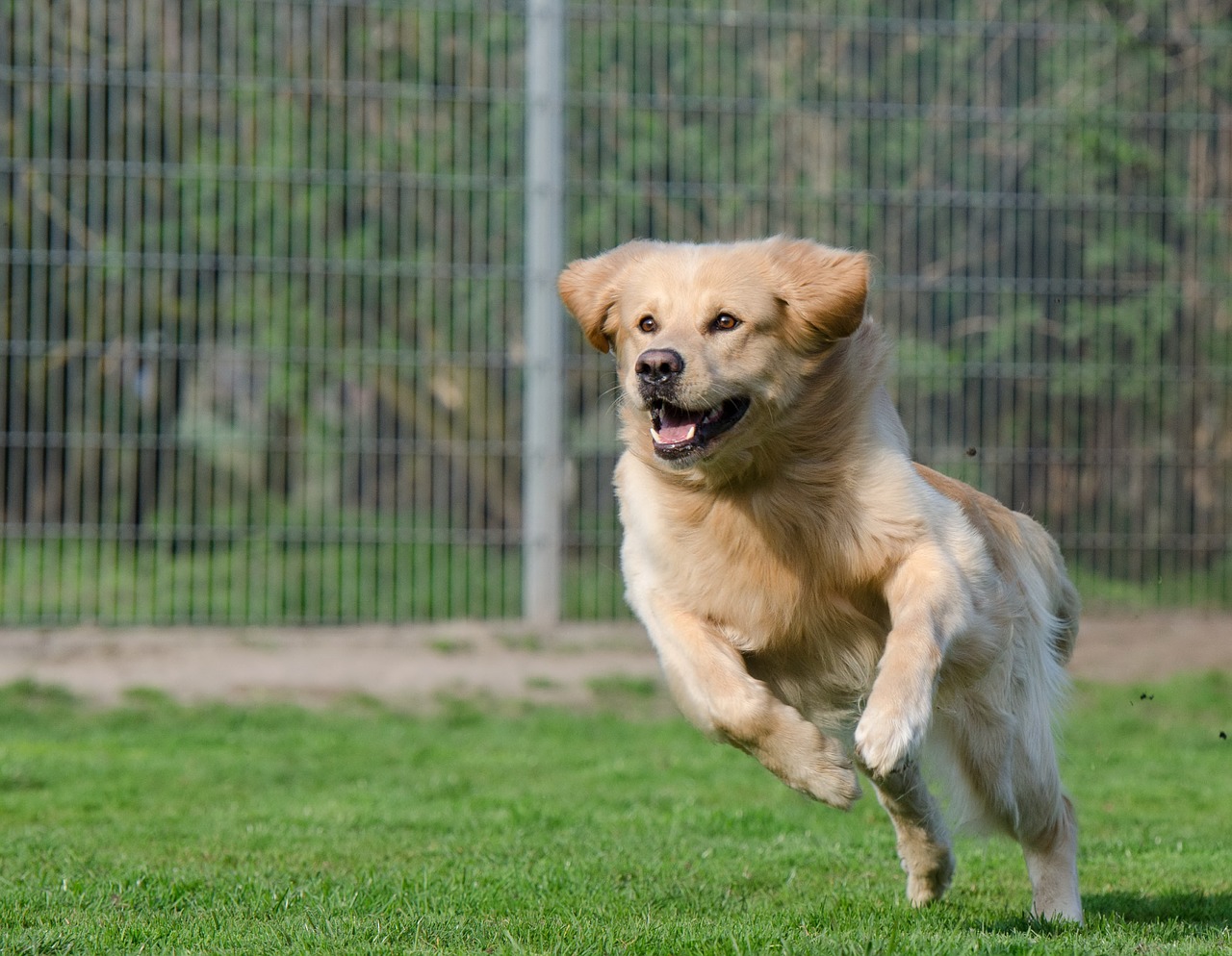 Running dog