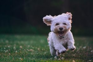 happy